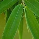 6 bamboos to grow in pots