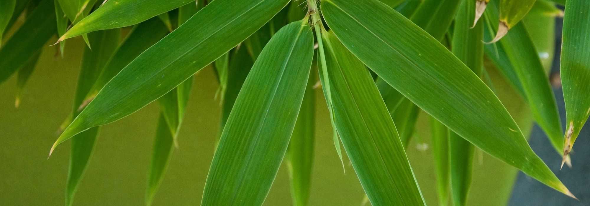 6 bamboos to grow in pots