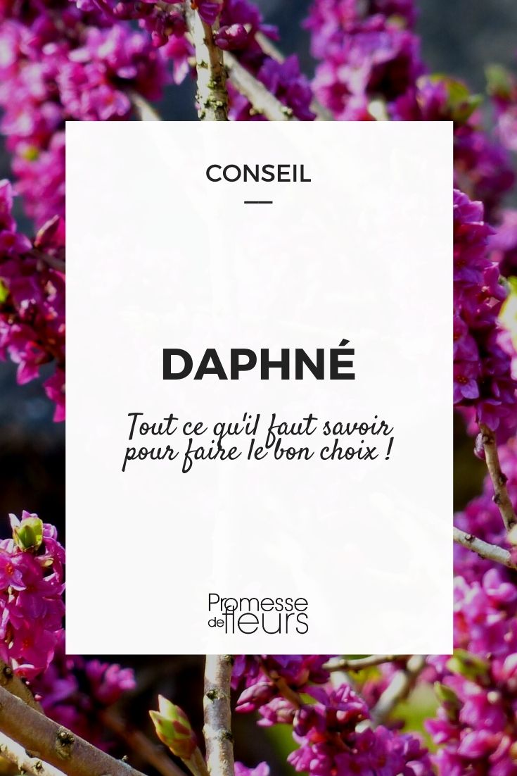 Daphne selection