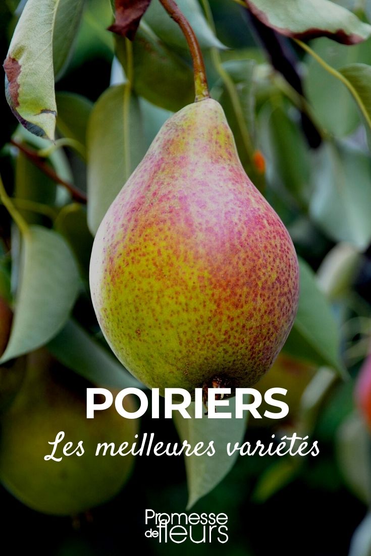 Pear Tree: Best Varieties
