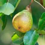 Pear trees: the best varieties