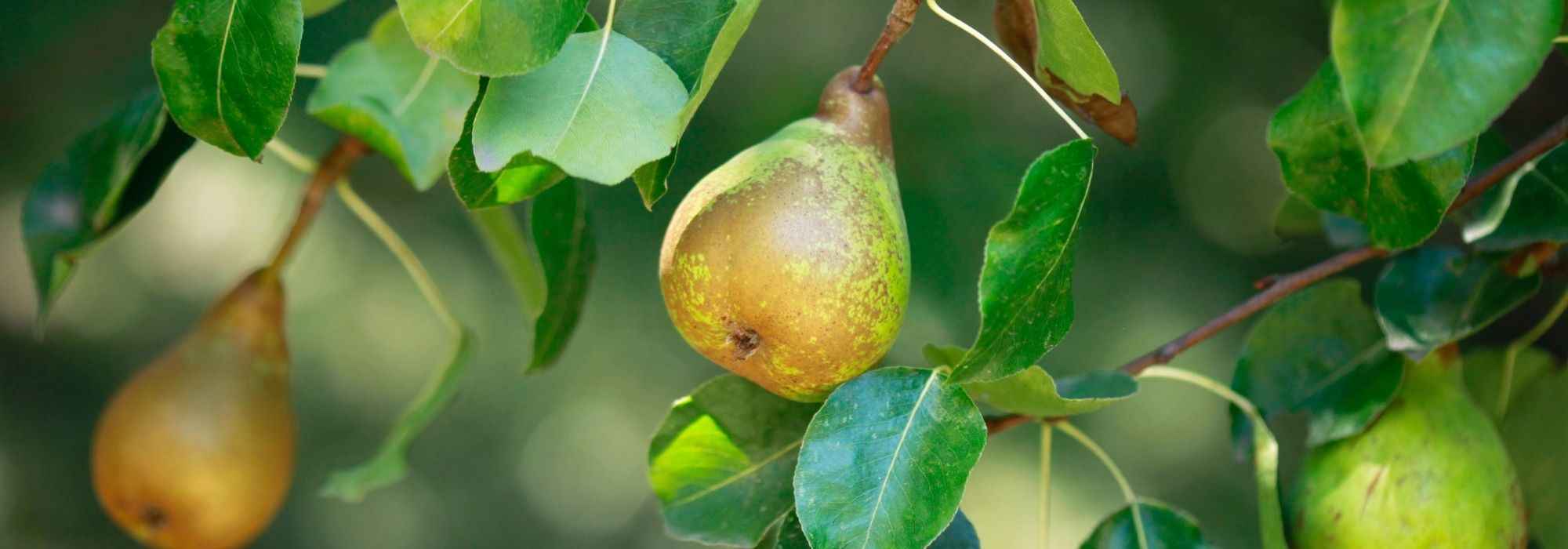 Pear trees: the best varieties