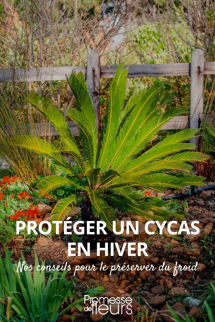 Protecting a Cycas in Winter

Cycads, with their lush, palm-like appearance, are a popular choice among garden enthusiasts for adding a tropical flair to their gardens. However, despite their exotic look, cycads need specific care during the colder months to survive and thrive. Here's a guide on how to protect your cycas during winter.

### 1. Understand Your Cycas's Cold Tolerance

Cycads vary in their tolerance to cold; some species can withstand mild frosts, while others are more sensitive. It's crucial to know the specific cold tolerance of your cycas species. For instance, Cycas revoluta, commonly known as the sago palm, can tolerate temperatures down to about -5°C, but only for short periods.

### 2. Provide Adequate Shelter

If you live in a region where temperatures drop below your cycas's tolerance level, providing shelter is essential. You can move potted cycads indoors or into a greenhouse. For cycads planted in the ground, consider constructing a temporary cold frame or using frost cloths to cover the plant.

### 3. Mulch and Water

Before the onset of winter, apply a thick layer of mulch around the base of your cycas. This will help insulate the roots and retain soil moisture. Be cautious with watering in winter; cycads require less water during the colder months, and overwatering can lead to root rot.

### 4. Monitor and Adjust

Keep an eye on the weather forecasts and be ready to adjust your protection methods accordingly. On warmer days, remove covers to prevent overheating and to allow for air circulation, which is vital to prevent fungal diseases.

By following these steps, you can help ensure that your cycas remains healthy and vibrant throughout the winter, ready to grow vigorously when spring arrives.
