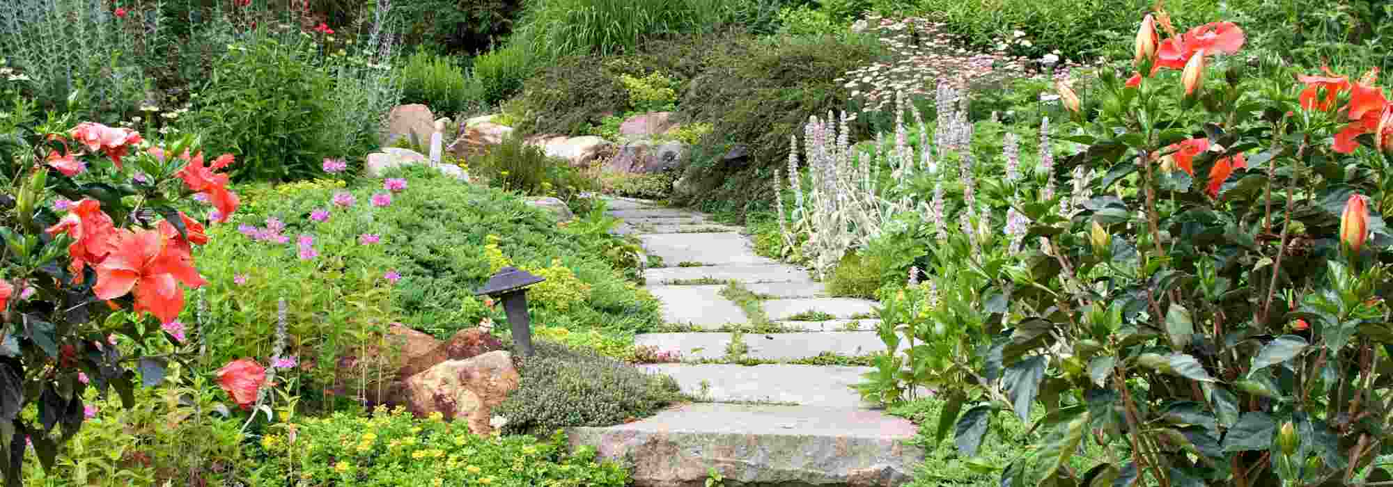 Which plants to border a path?