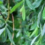 How to make willow water?