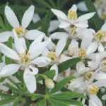 Pruning Mexican orange