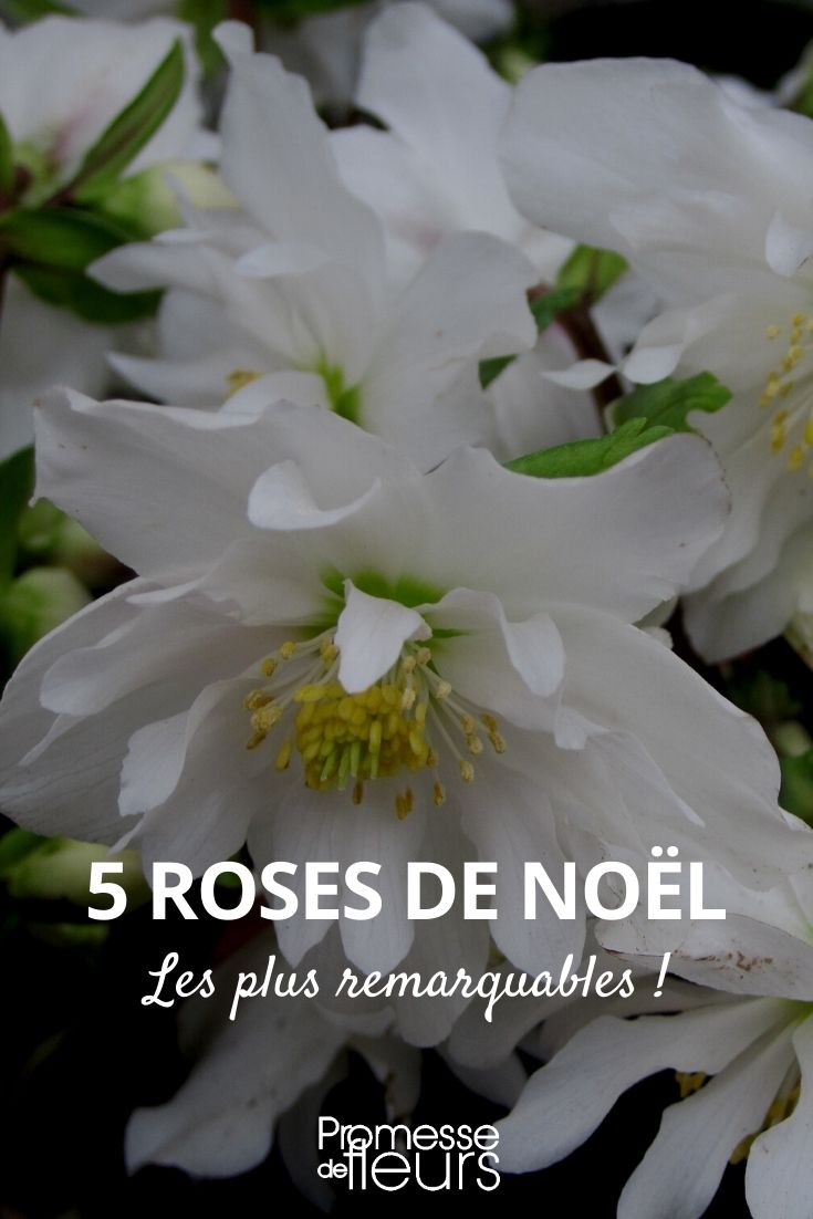 Selection of 5 Helleborus niger