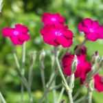 7 perennial plants and biennials for cottage garden