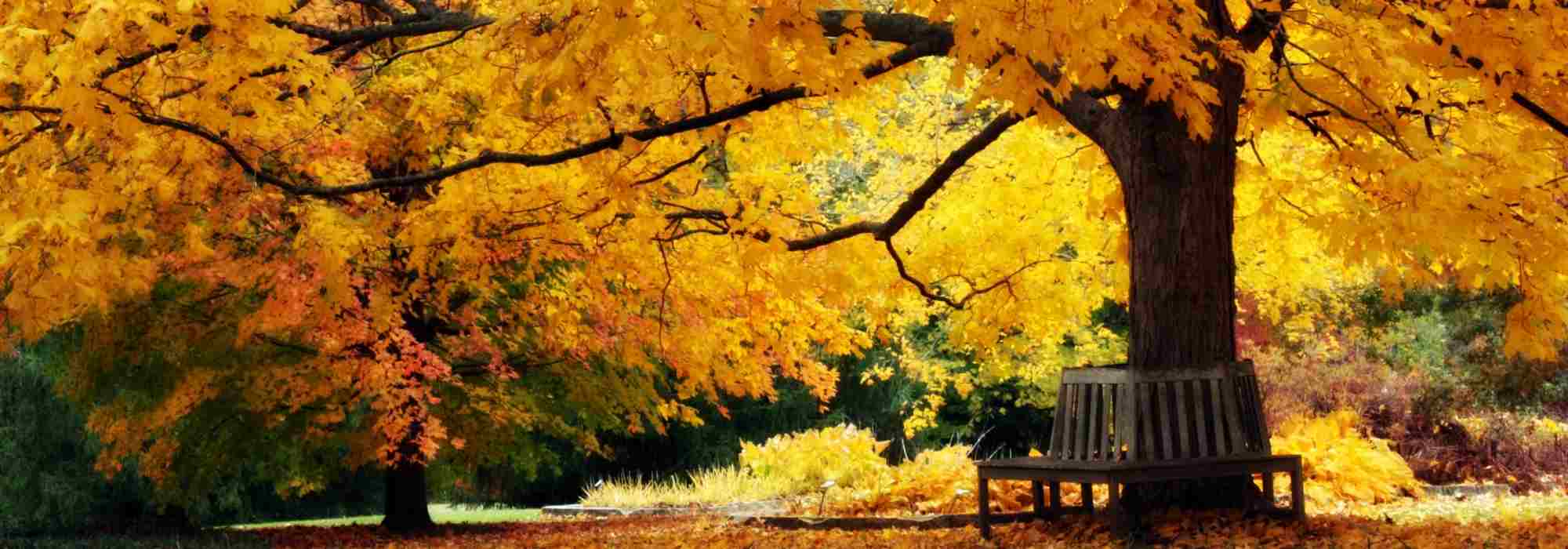 Create a beautiful autumn garden