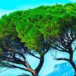 Trees and bushes: different habits