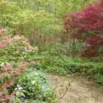 7 shrubs to line a path