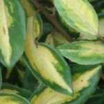 Propagate Elaeagnus: when and how?