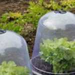 Forcing cloches or protective cloches: what are they used for?