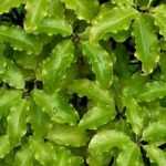 How to choose your Pittosporum ?