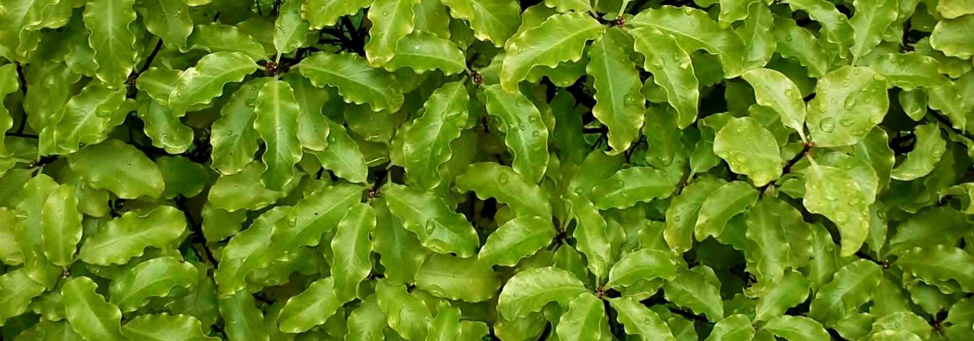 How to choose your Pittosporum ?
