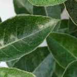 Elaeagnus: when and how to prune?
