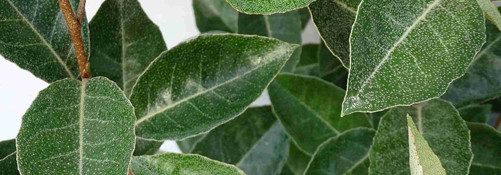 Elaeagnus: when and how to prune?
