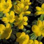 Eranthis or winter aconite: planting, growing