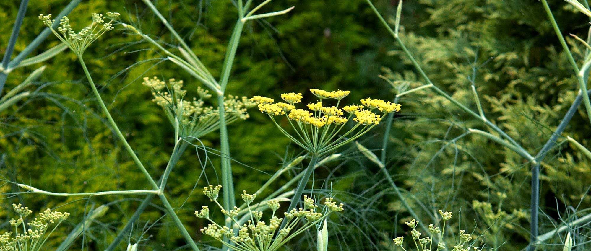 10 plants with flowers in umbels: the most beautiful varieties