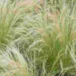 9 grasses for dry soil