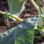 Root vegetables: 7 essential varieties