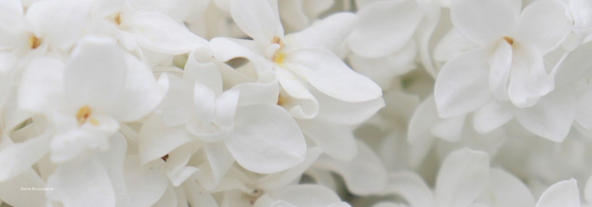 White lilac: 5 varieties with white flowers to add to the garden