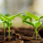 Mini greenhouse: what is it for? How to use it?