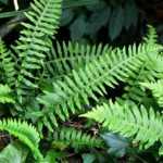 Polypodium: planting, growing, and care