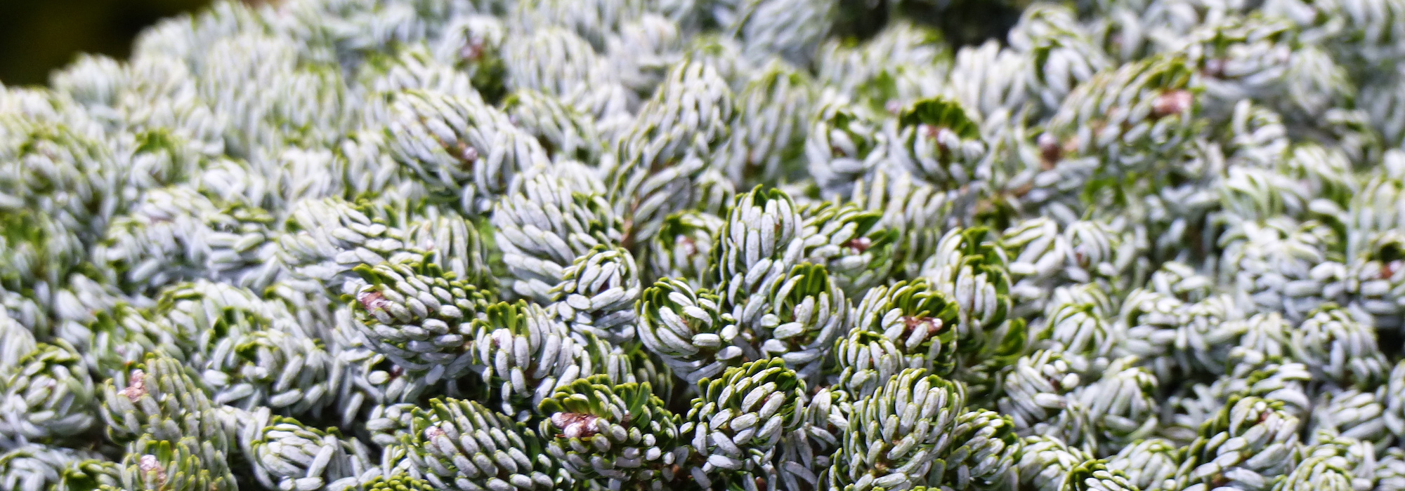 10 rare and unusual conifers for an atypical garden