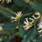 Sarcococca: 5 companion planting ideas