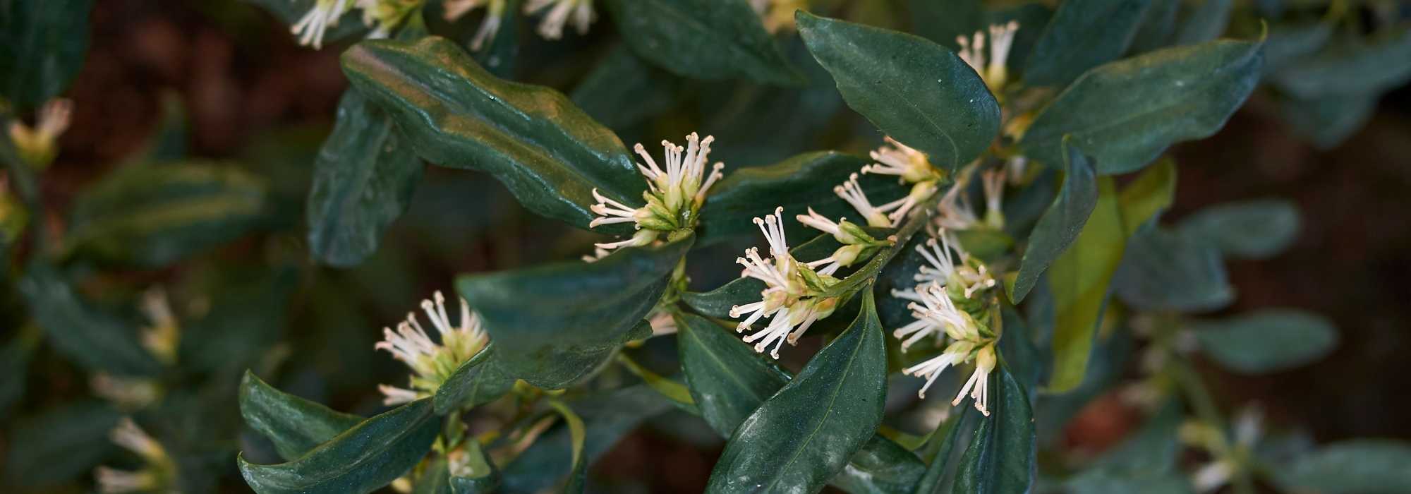Sarcococca: 5 companion planting ideas