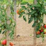 Tomato: 7 varieties for beginners