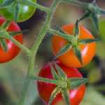 Cherry tomatoes: the best varieties