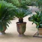 Protecting Mediterranean bushes in winter