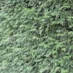 10 conifers for hedges to define spaces with style in the garden