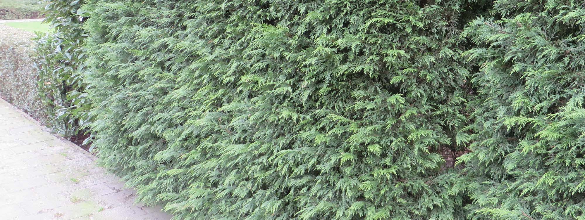 10 conifers for hedges to define spaces with style in the garden