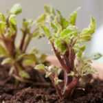 Preparing summer bulbs