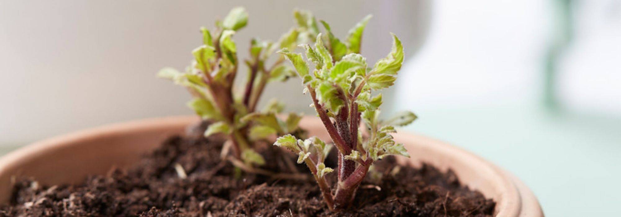 Preparing summer bulbs