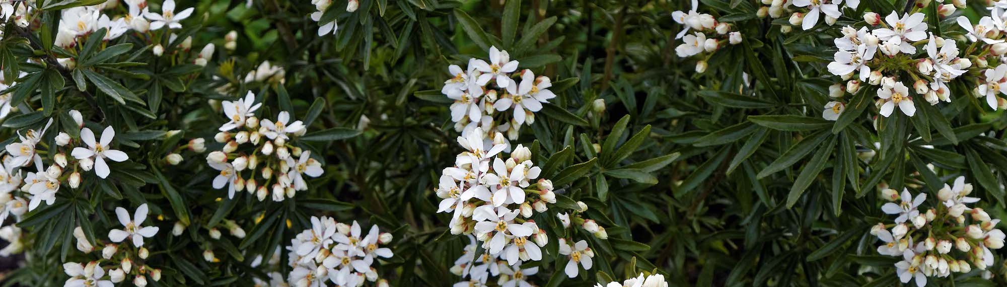 How to protect Mexican orange blossom in winter?