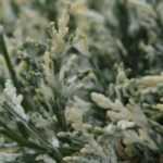 8 colourful conifers in striking, luminous colours