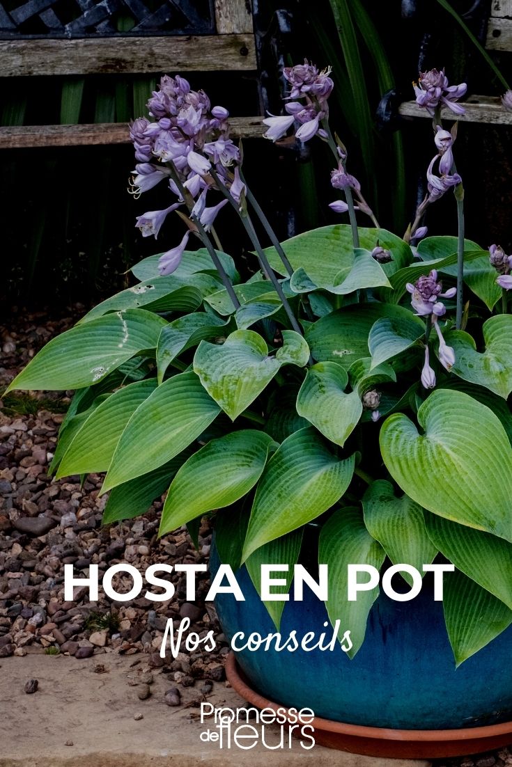 Growing Hostas in Pots
