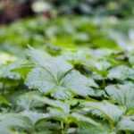 The 10 best young groundcover plants against weeds
