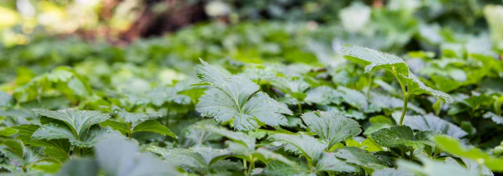 The 10 best young groundcover plants against weeds