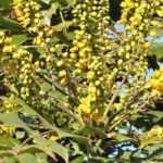 Mahonia: 7 companion planting ideas