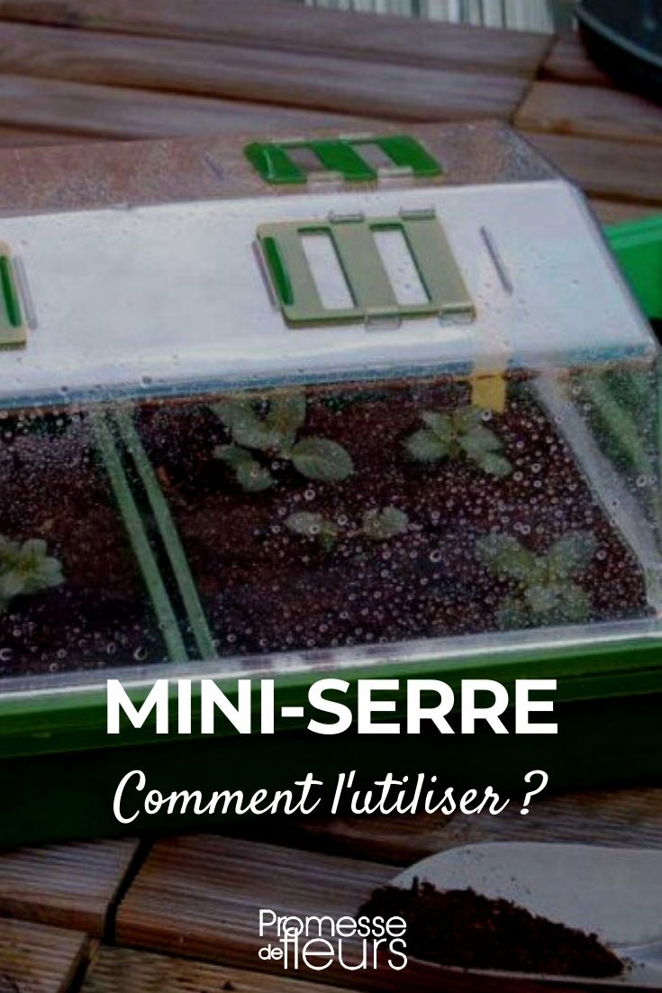 Mini-Greenhouse: How to Use It?