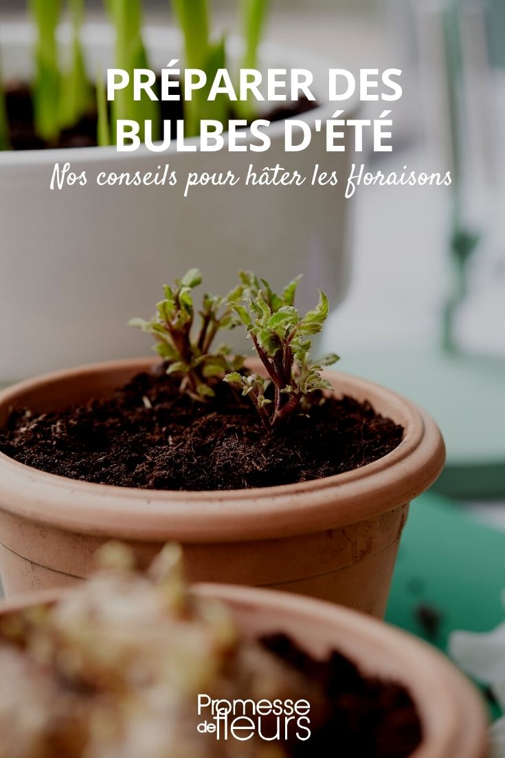 Starting Summer Bulbs