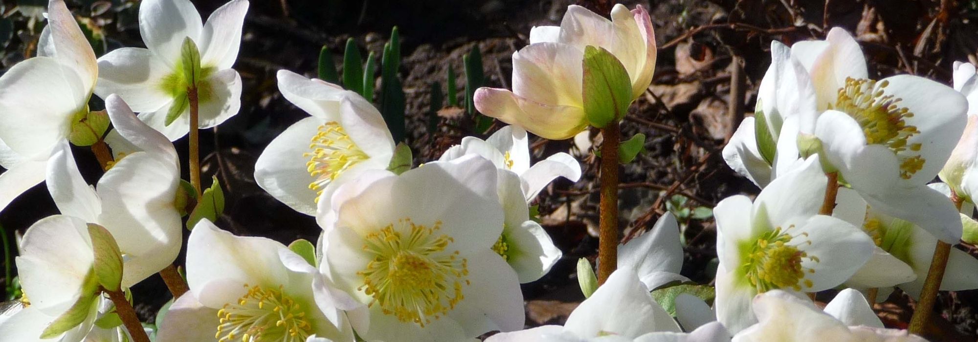 5 remarkable Christmas roses