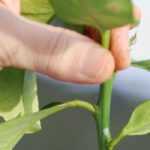 Pruning a lemon tree: when and how to prune for a good lemon harvest?