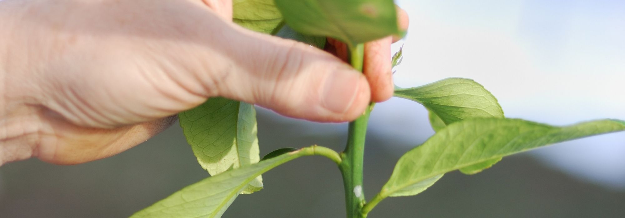 Pruning a lemon tree: when and how to prune for a good lemon harvest?