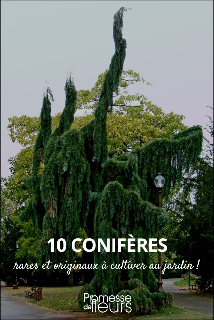 10 Rare and Unique Conifers for an Unconventional Garden